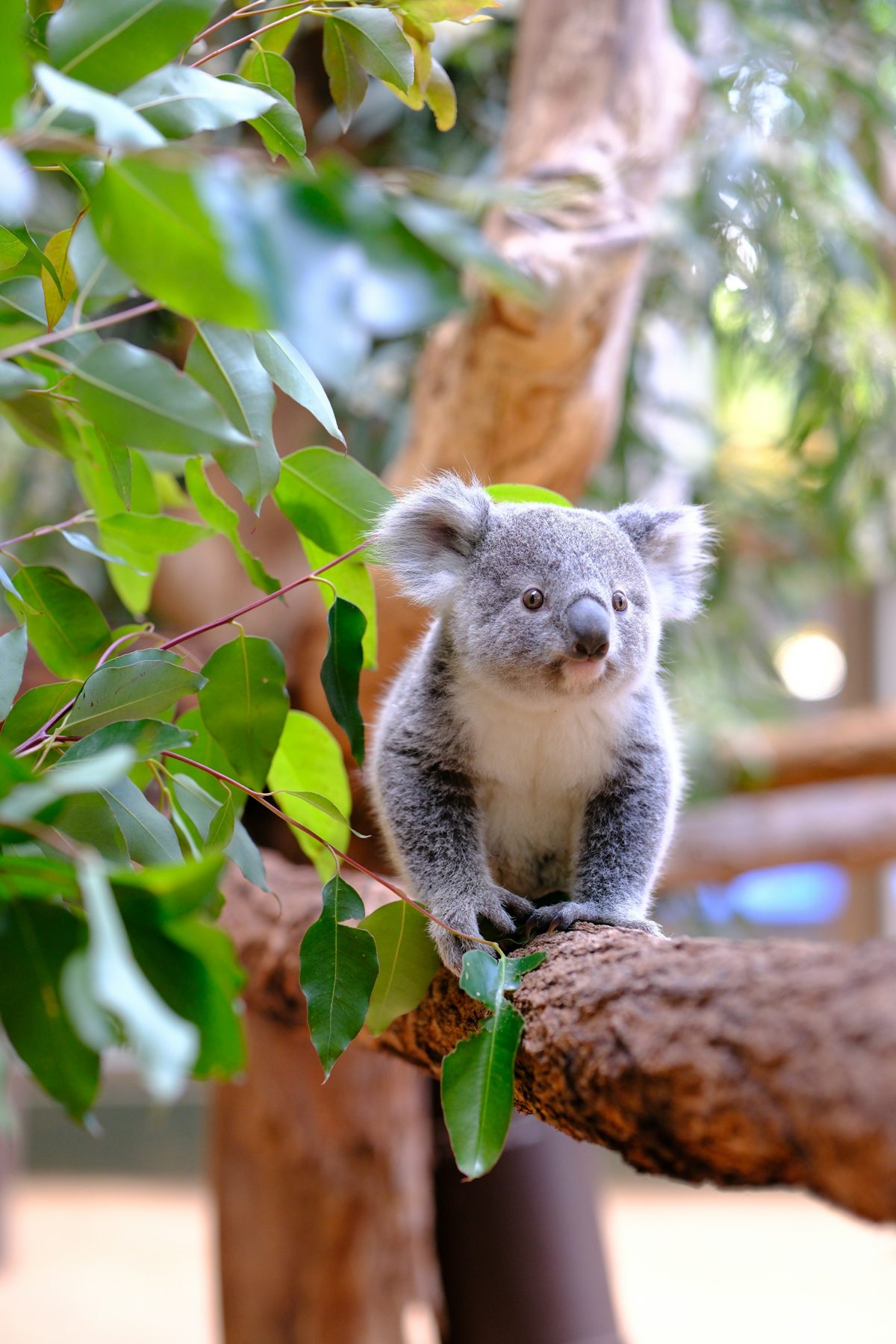 Ein junger Koala sitzt zwischen Eukalyptusblättern auf einem Ast