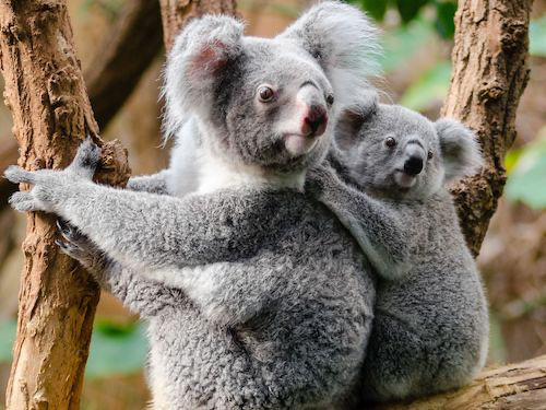 Zwei Koalas