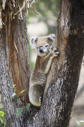 Koala im Baum